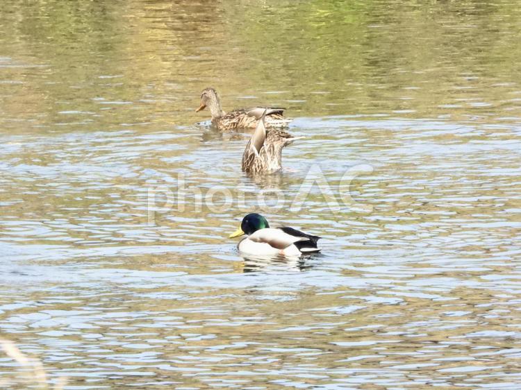 逆立ちをするマガモ 鳥,野鳥,カモの写真素材