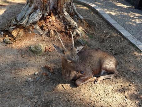 奈良公園に行く道にいる鹿たち 鹿,動物,自然の写真素材