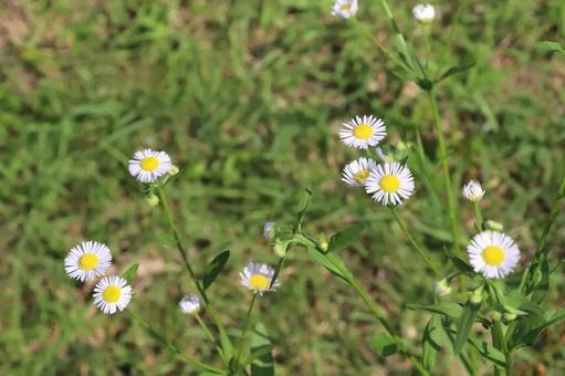 ヒメジョオンの花 ヒメジョオンの花の写真