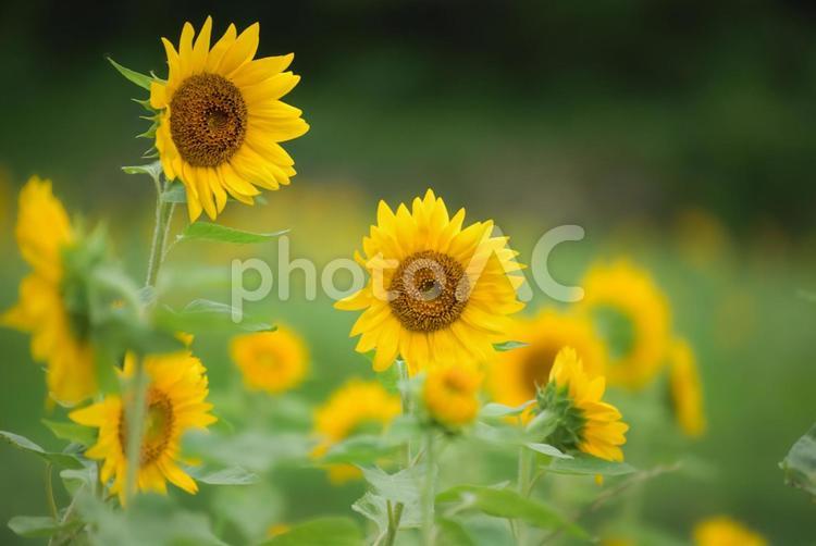＜五島風景＞真夏の満開に咲いたヒマワリ畑 ひまわり,夏,花の写真素材