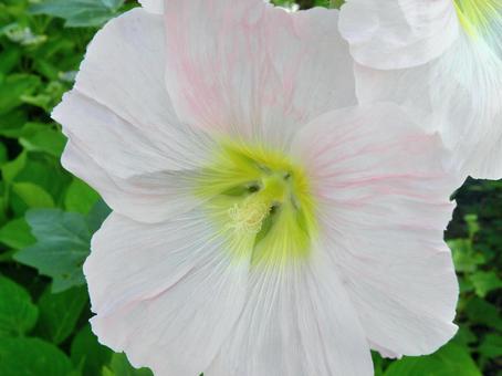 タチアオイの花 06 タチアオイの花 06の写真