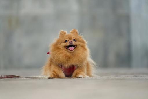 ポメラニアン❶ ポメラニアン❶ 犬,ポメラニアン,ポメの写真素材