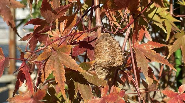 生き物NM17 生き物,生物,昆虫の写真素材