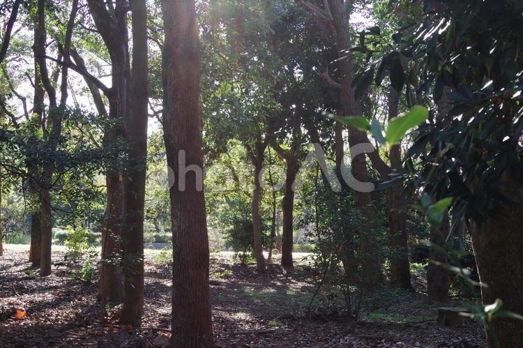 辰巳の森緑道公園の風景 逆光,辰巳の森緑道公園,森林の写真素材