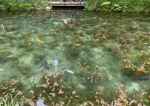 モネの池 モネの池の写真