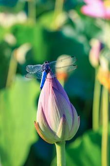 蓮の蕾に留まるシオカラトンボ ハス,蓮,古代蓮の写真素材