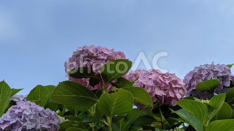 梅雨のイメージ　アジサイと青空 あじさい,アジサイ,紫陽花の写真素材