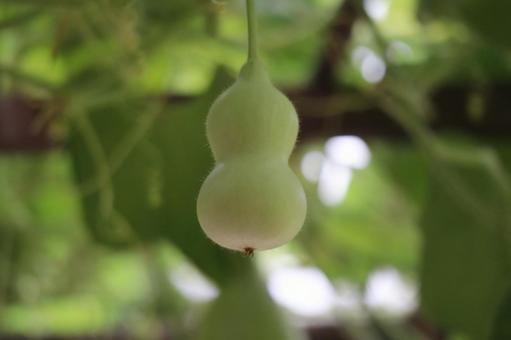 緑のヒョウタンの実 緑のヒョウタンの実の写真