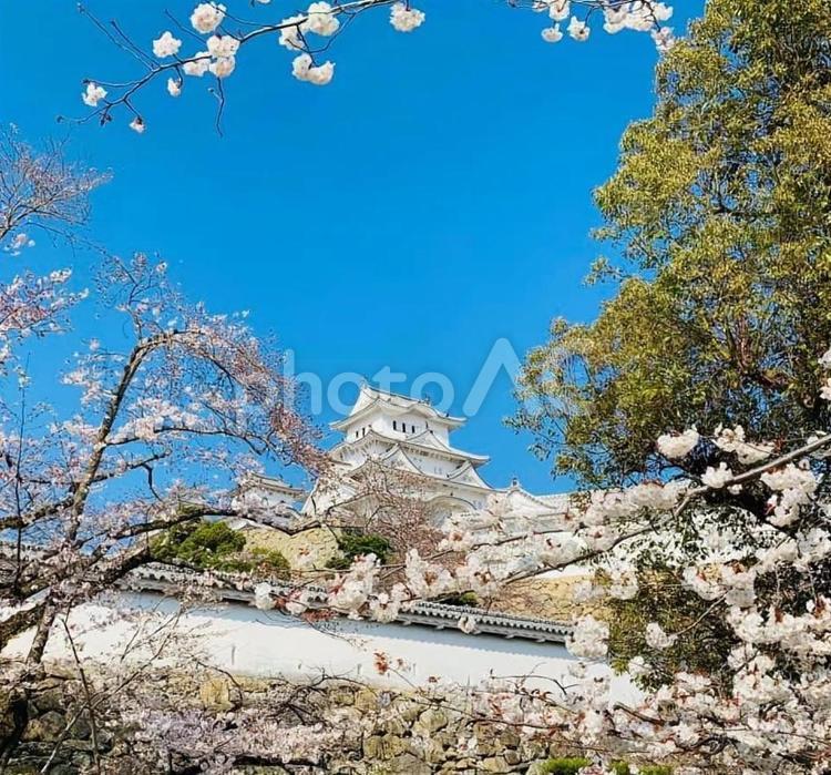 姫路城と桜 木,チェリー,公園の写真素材