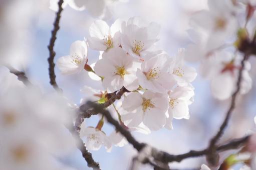 桜の花 花見,さくら,アップの写真素材