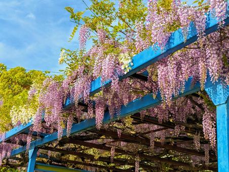 Photo, flower, rattan, spring, 