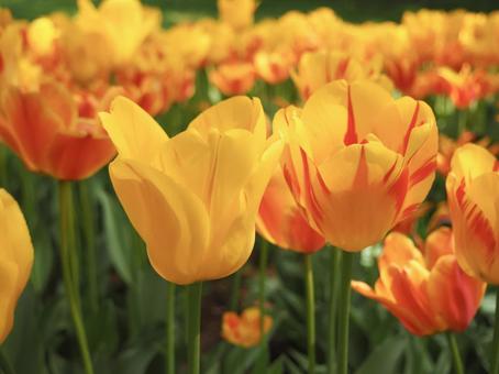 Vibrant orange tulips, JPG