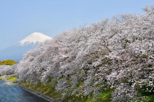 龍巌淵の桜と富士山 龍巌淵の桜と富士山 龍巌淵,桜,富士山の写真素材
