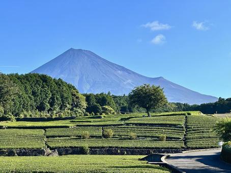 真夏の茶畑と富士山 真夏の茶畑と富士山 富士山,茶畑,お茶の写真素材