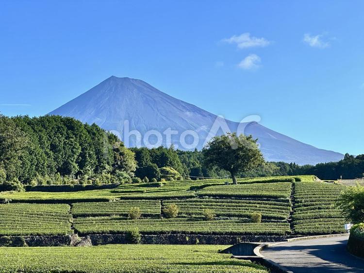 真夏の茶畑と富士山 富士山,茶畑,お茶の写真素材