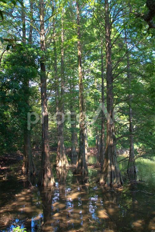 九大の森　水辺の風景 九大の森,公園,水辺の写真素材