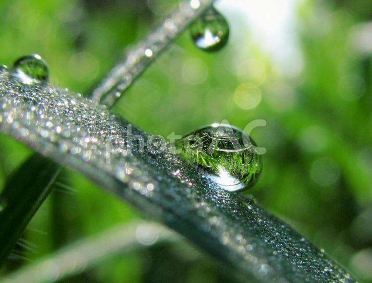 水滴と緑の葉と朝日Water drops 水滴,すいてき,waterの写真素材
