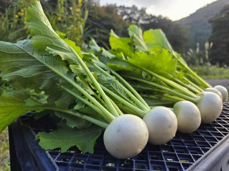 葉っぱのきれいなカブ カブ,蕪,白カブの写真素材