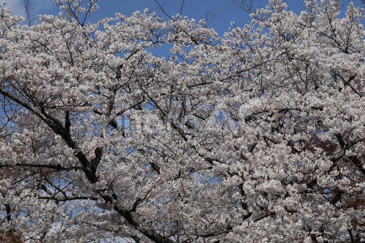 満開に咲くソメイヨシノと青空の風景 満開,咲く,ソメイヨシノの写真素材