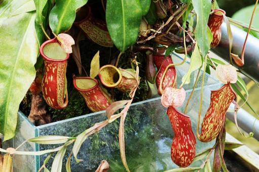 Photo, carnivorous plant, uboppold, nepenthes, 
