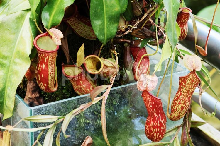 食虫植物３（咲くやこの花館） 食虫植物,ウツボカズラ,ネペンテスの写真素材