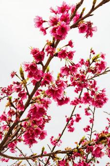 桜 3. 桜 3.の写真
