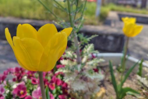 Tulips, JPG