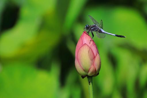 心清める蓮の花-14 心清める蓮の花-14の写真