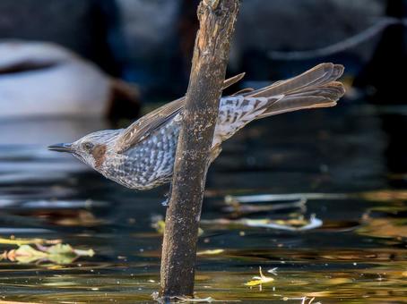 杭にとまるヒヨドリ 杭にとまるヒヨドリの写真