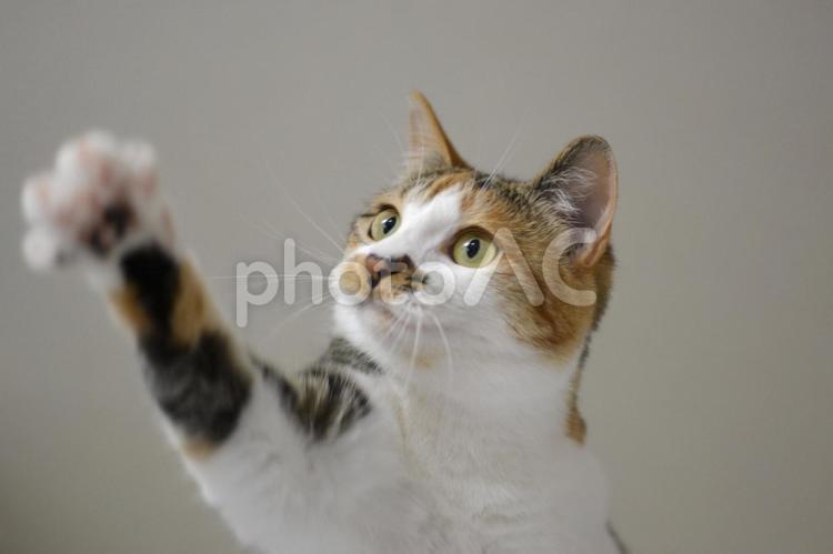 片手を上げている三毛猫 猫,三毛猫,ペットの写真素材