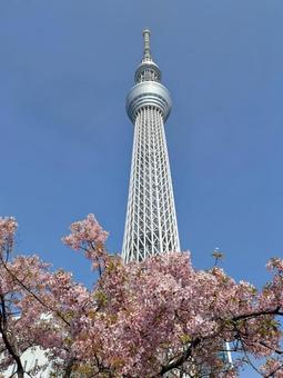 桜スカイツリー 桜スカイツリーの写真