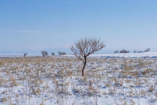 冬の原野と一本の木 原野,雪原,青空の写真素材