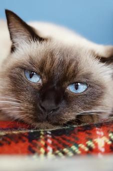 超ドアップのシャムミックス猫 ねこ,シャムミックス,シャムの写真素材