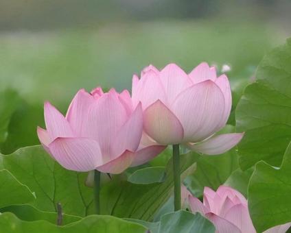 Photo, rainy season, early summer, cute, 