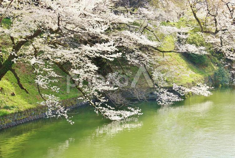 桜満開の皇居の桜 サクラ,さくら,桜の写真素材