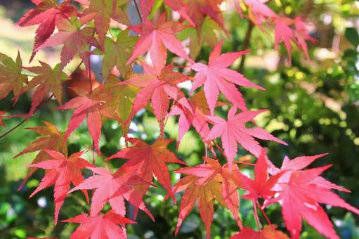 赤いもみじの紅葉 紅葉,もみじ,赤色の写真素材