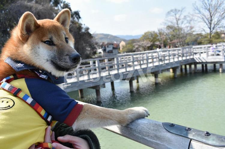 黄昏れる柴犬 柴犬,犬,いぬの写真素材