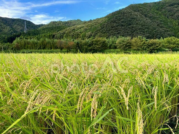 頭を垂れる稲穂 お米,米,稲の写真素材