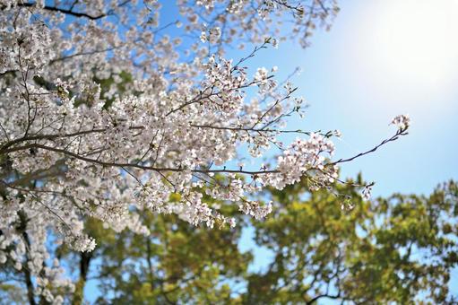 桜 桜の写真