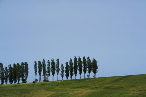 丘の上のポプラ並木 丘の上,ポプラ並木,ポプラの写真素材