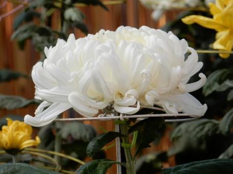 【風景写真】福山菊花展覧会の風景 キク,菊,菊花展の写真素材