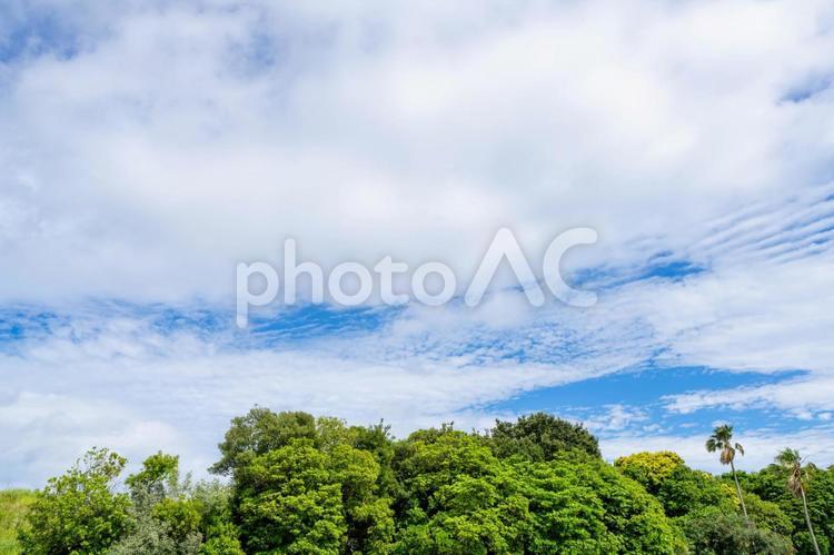 新緑と空と雲 青空,晴れ,空の写真素材
