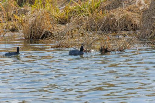 池で泳ぐオオバン 池で泳ぐオオバンの写真
