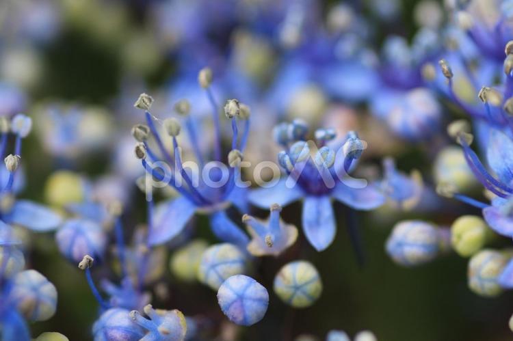 紫陽花のある風景 綺麗,緑,旅行の写真素材