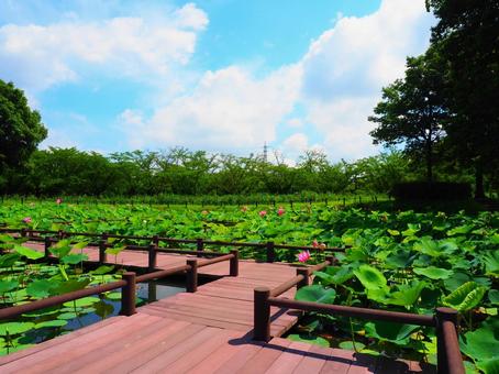 Photo, gyoda, ancient lotus no sato, line days lotus, 