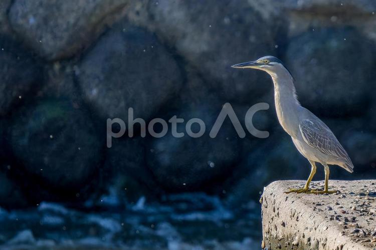 水辺のササゴイ・コピースペース 水辺のササゴイ・コピースペース ササゴイ,サギ,野鳥の写真素材