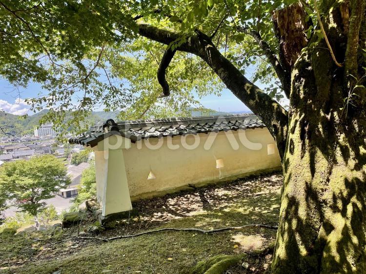 兵庫　出石城跡からの眺望 出石城跡,本丸跡,隅櫓の写真素材