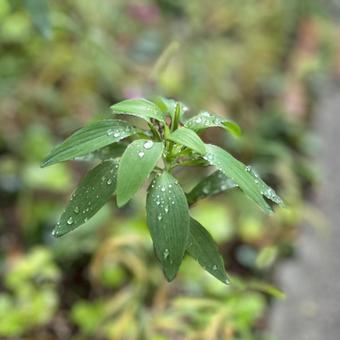 草 葉,葉っぱ,草の写真素材