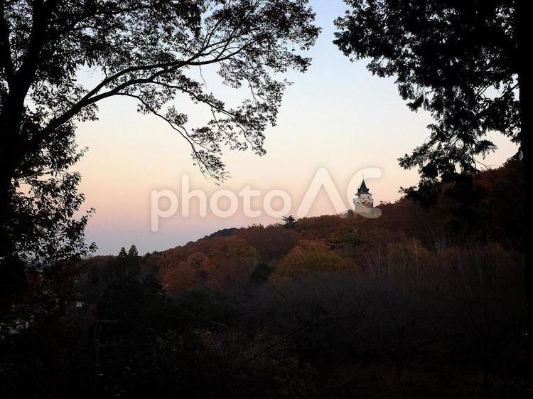 木と夕焼け 木,夕焼け,緑の写真素材