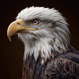 アメリカの象徴:強いワシのクローズアップ アメリカの象徴:強いワシのクローズアップの写真